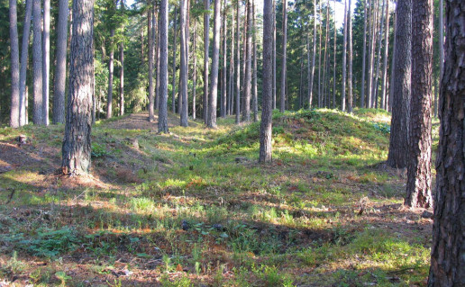 30. Strėvos pilkapynas.jpg